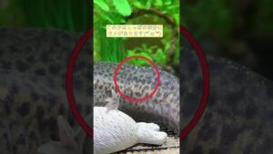 axolotl-shorts-