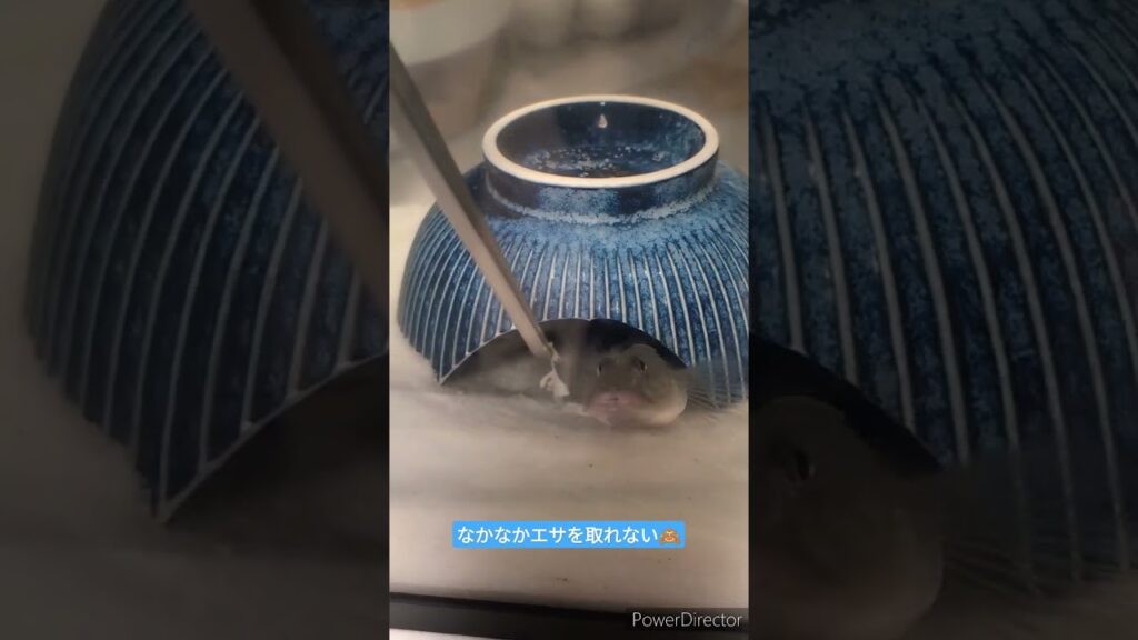 fish-1