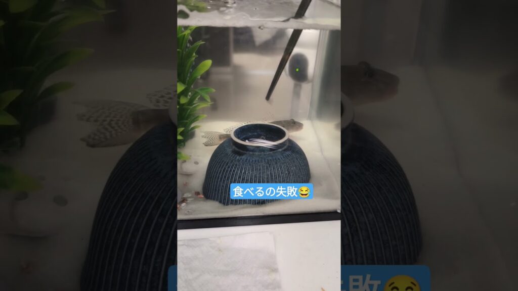 fish