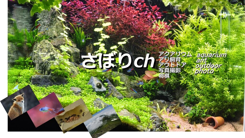 live-2