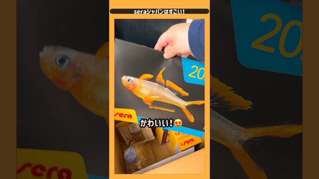 seraserajapan-aquarium-
