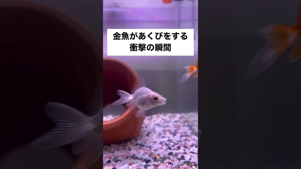 shorts-goldfish-1-1