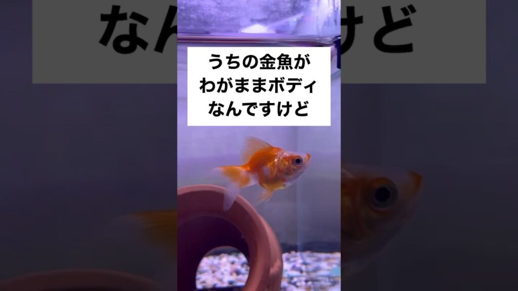 shorts-goldfish-1-2