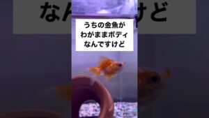 shorts-goldfish-1-2