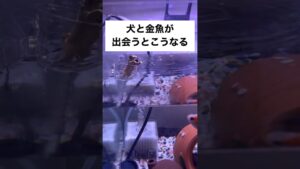 shorts-goldfish-1-3