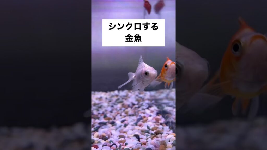shorts-goldfish-1-4
