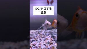 shorts-goldfish-1-4