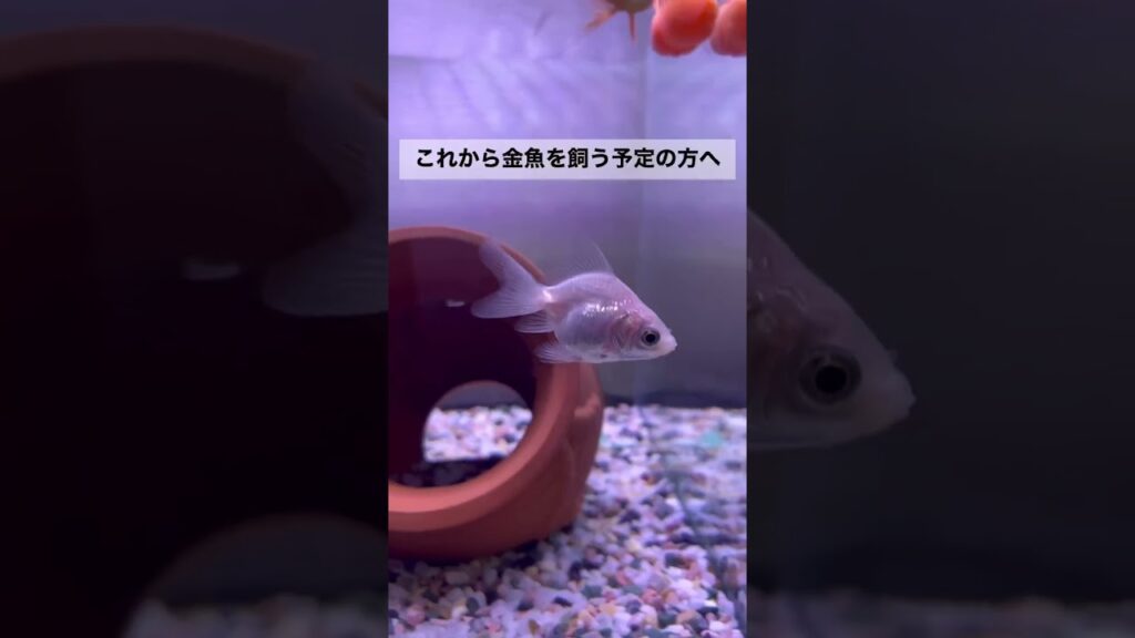 shorts-goldfish-1-5