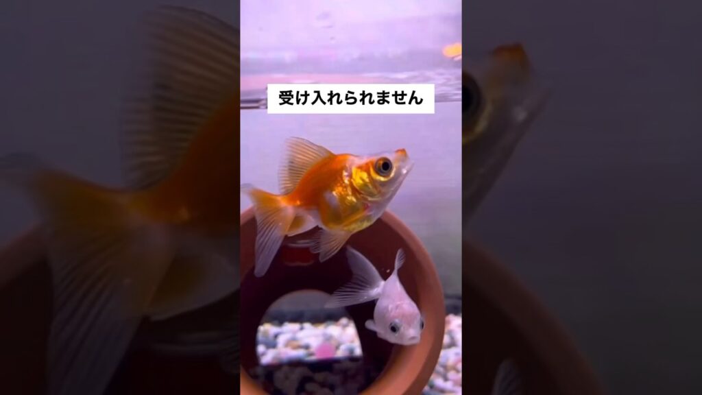 shorts-goldfish-1-6
