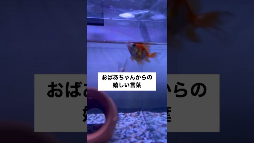 shorts-goldfish-1-7