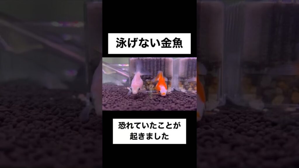 shorts-goldfish-1-8
