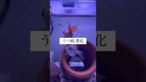 shorts-goldfish