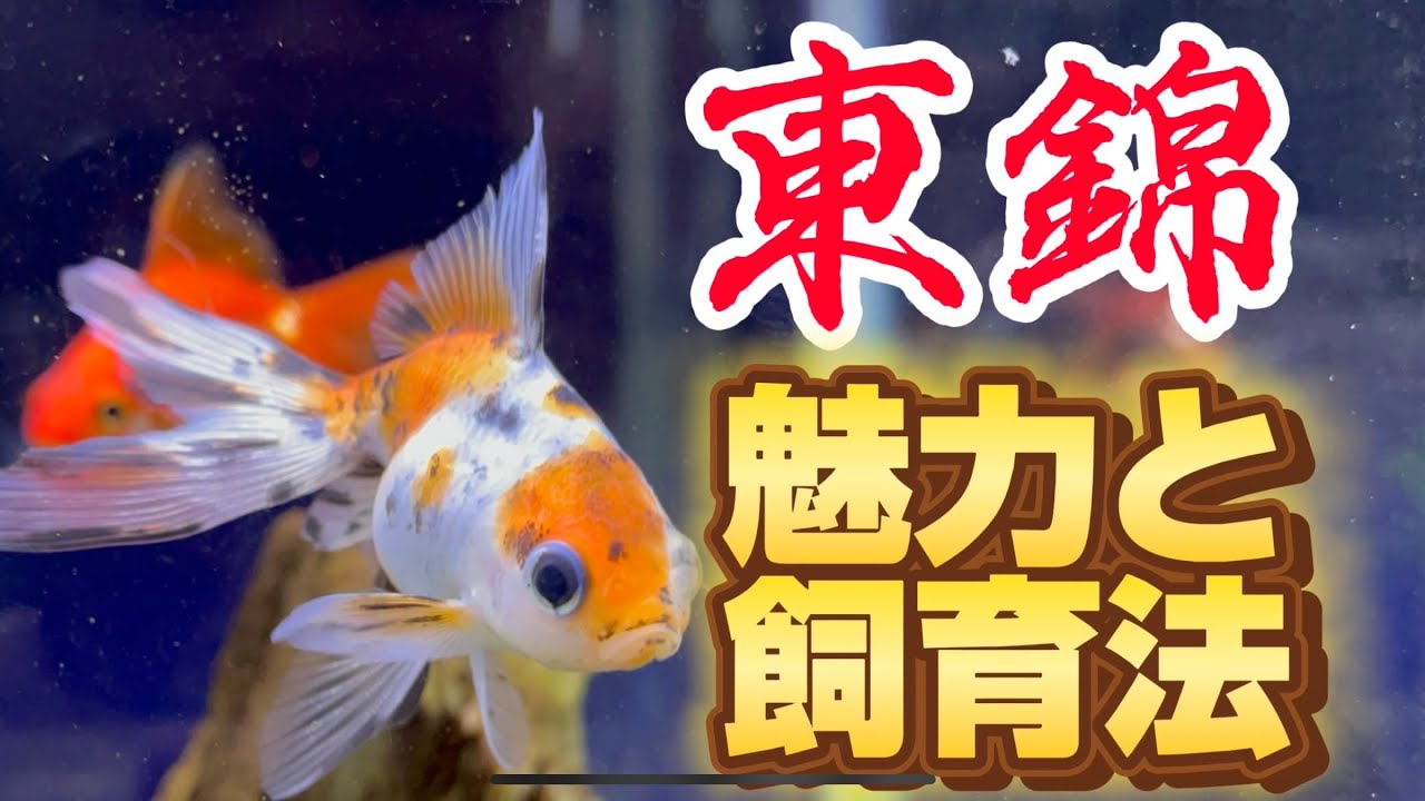 【金魚アクアリウム】東錦の飼い方とその魅力#アクアリウム#金魚#東錦 – AQUAlife