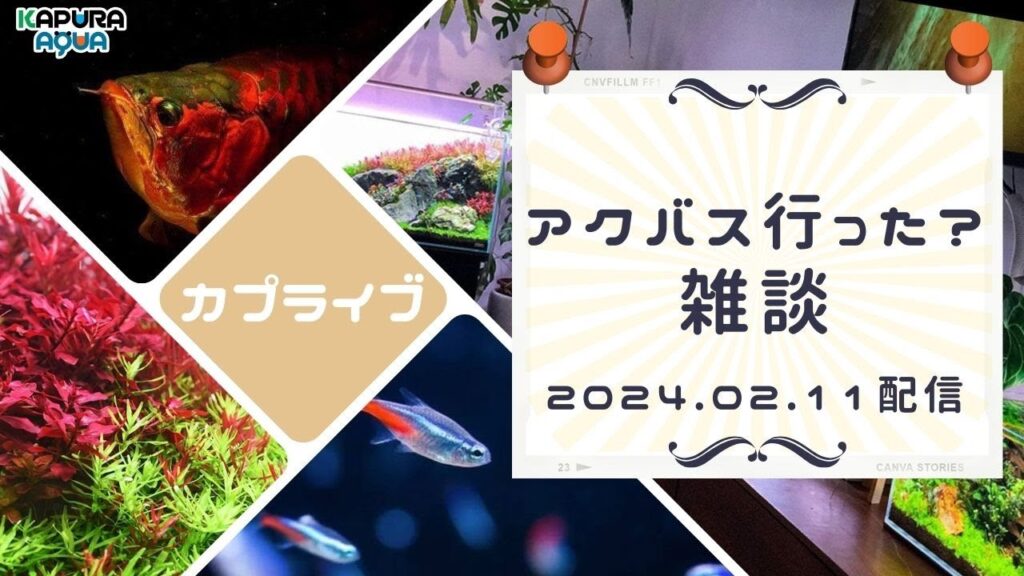 Aquarium-Live-Streaming-2024.02.11-49