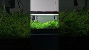 CO2-