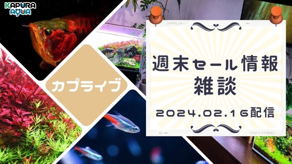 GEXAquarium-Live-Streaming-2024.02.16-50