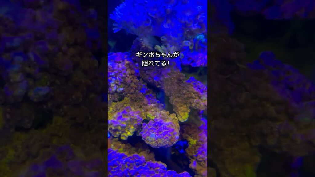 aquarium-coral-aquarium-