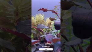 plantedtankaquascaping-