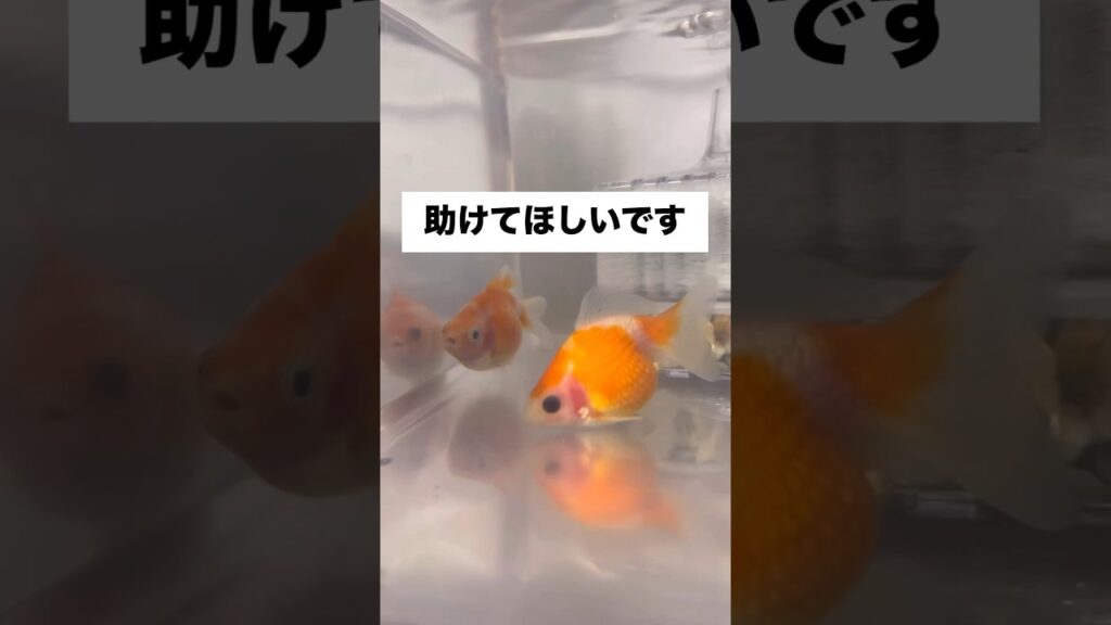 shorts-goldfish-1-5
