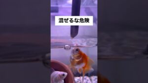 shorts-goldfish-1-6