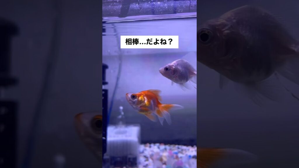 shorts-goldfish