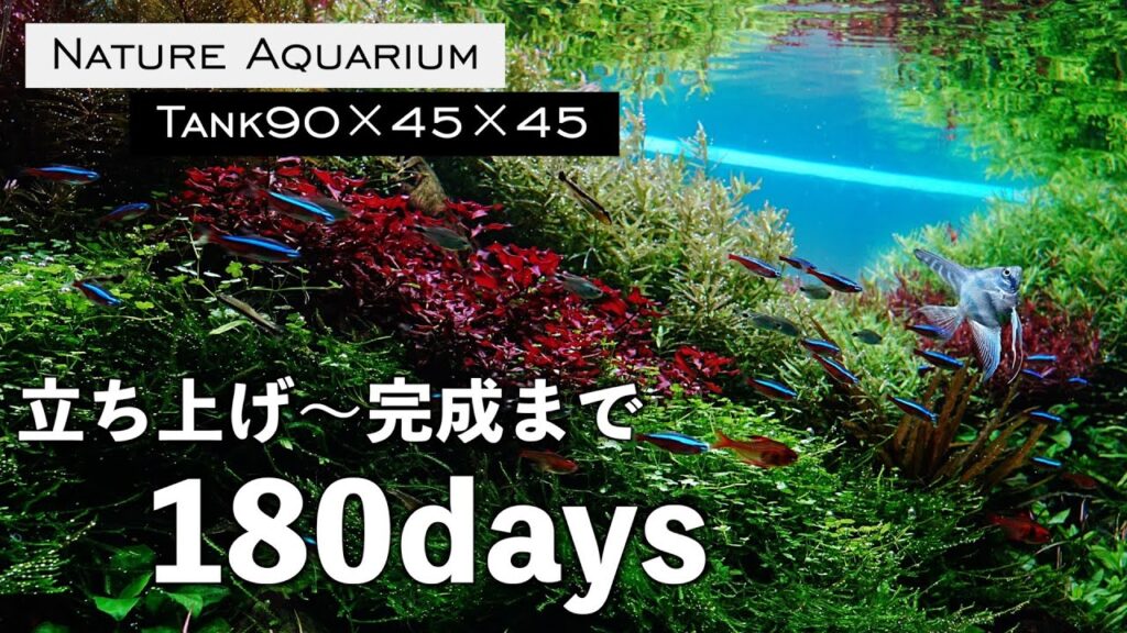 90cm180aquarium-ada-
