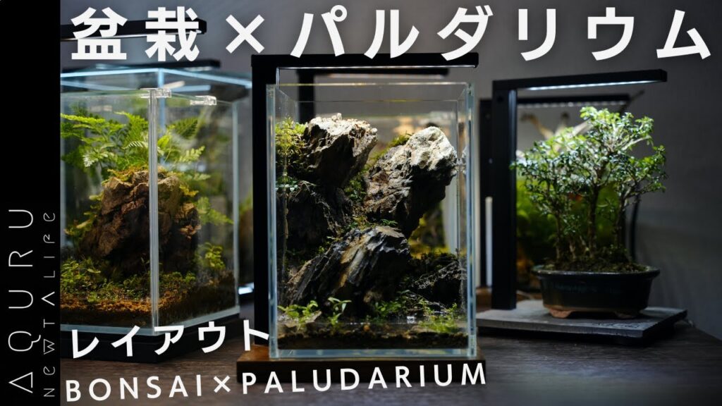 BONSAI-PALUDARIUM-SETUP-1