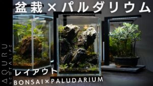 BONSAI-PALUDARIUM-SETUP-1