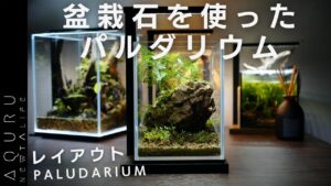 BONSAI-PALUDARIUM-SETUP