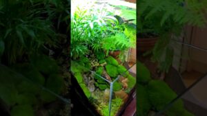 Moss-Terrarium-nature-waterfall-relaxingmusic-parlorpalmtree-paludarium-Terrarium-moss