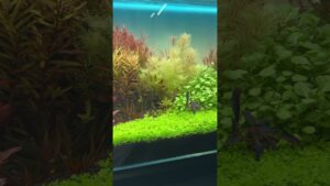 aquaristaquarium