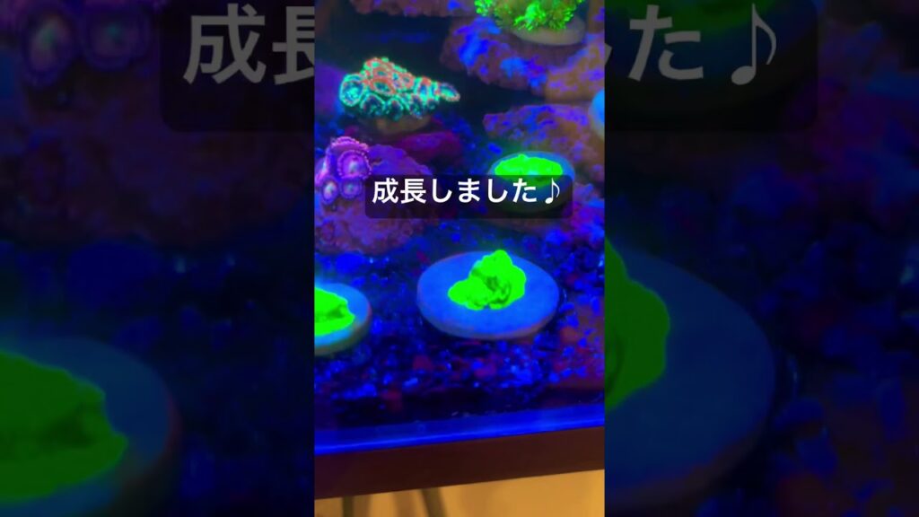 aquarium-coral-