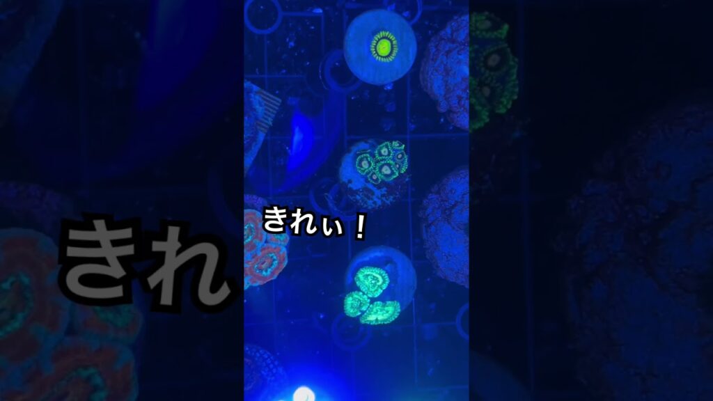 coral-aquarium-