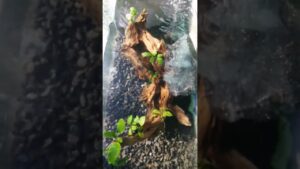 fish-fishing-channafish-asiatica-sneakhead-chinese-shorts