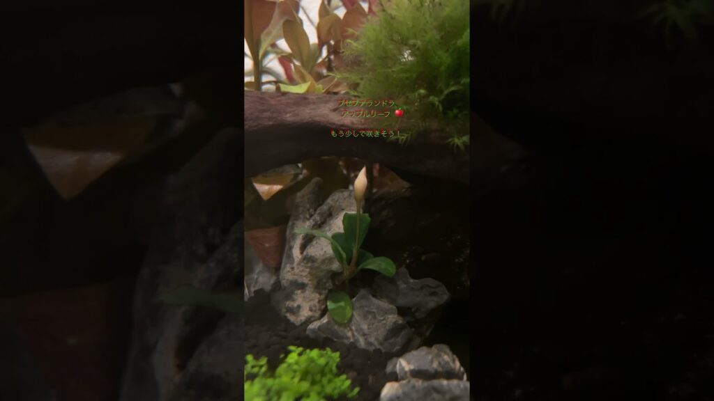 flowers-aquarium