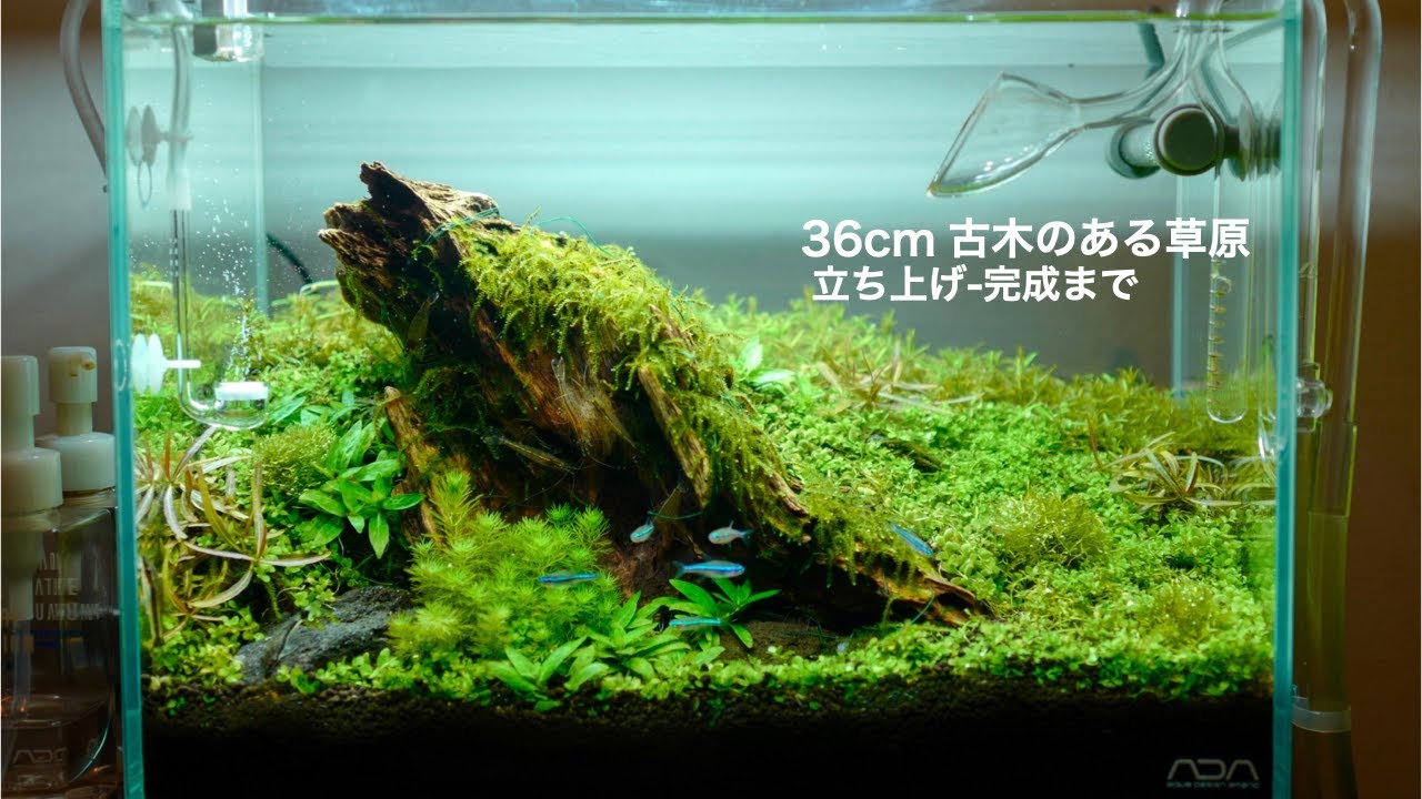 立上げ~完成】36cm古木のある草原レイアウト #aquarium #アクアリウム