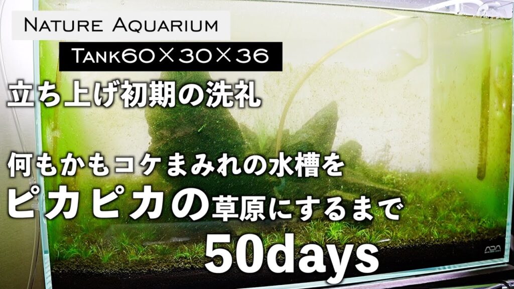 60cm50