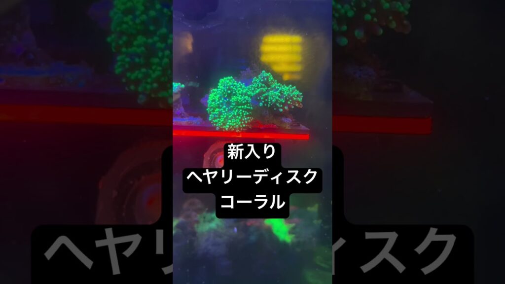 aquarium-coral-