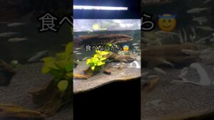 aquarium-fishing-shorts-snakehead-shortvideo-short