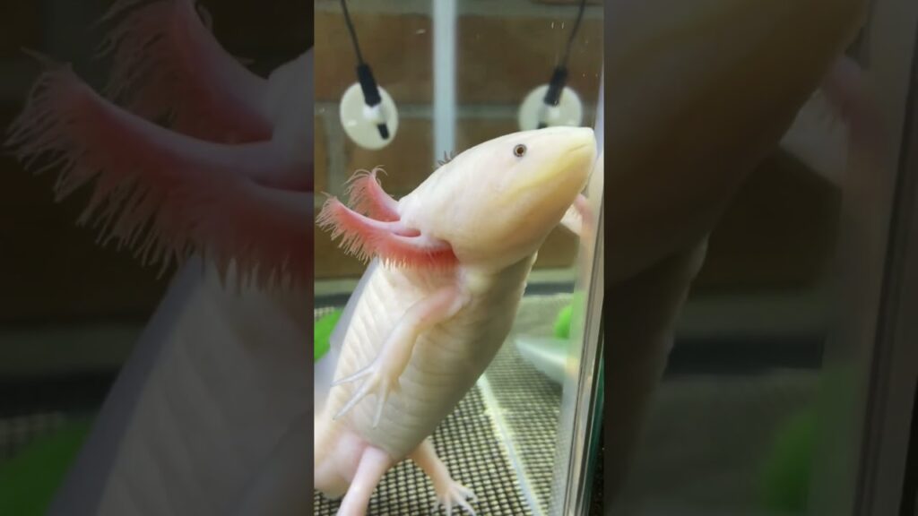 axolotl-