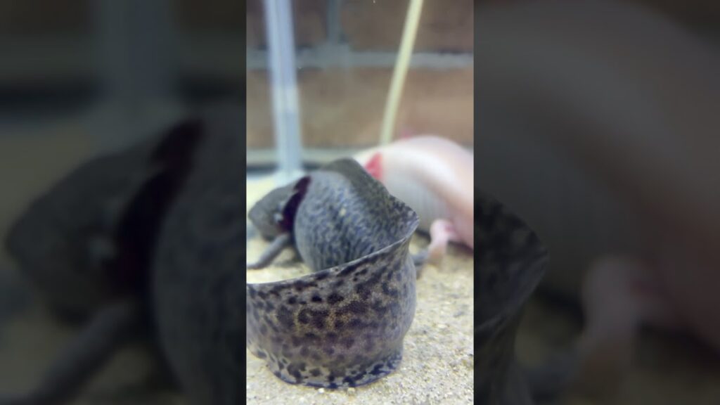 axolotl-shorts