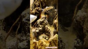 pasirjatuh-waterfall-viralshorts-viralvideo-viral-amazing-aquascape-remix-love-aquarium-ok