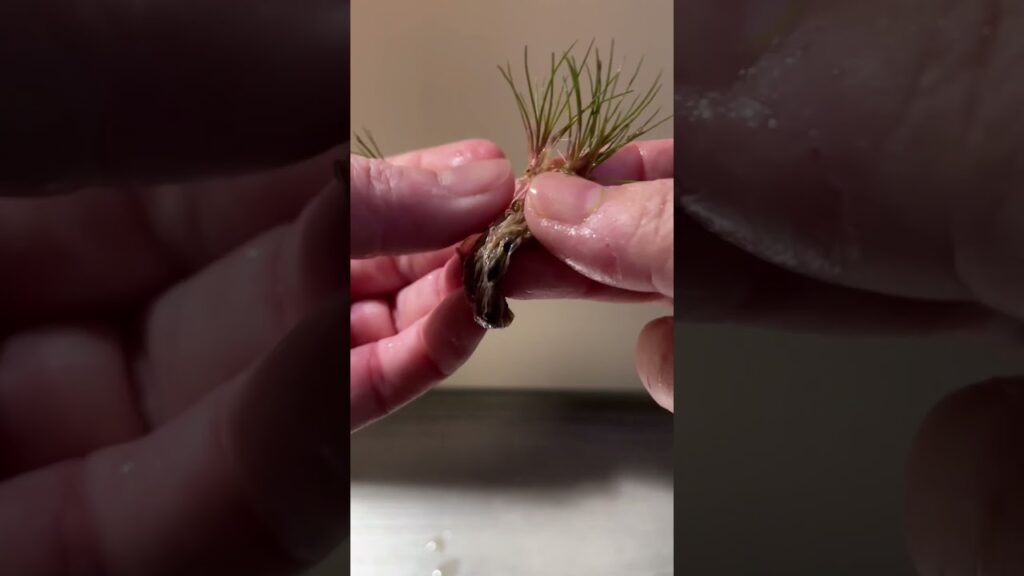 plantedtankaquascaping-1-1