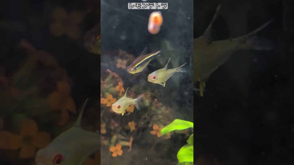 shorts-aquarium