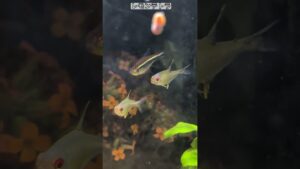 shorts-aquarium