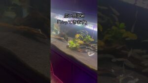 shorts-aquarium-fishing-