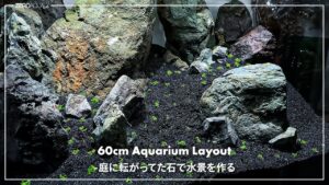 60cmaquascapeaquarium60cm-tankvlog
