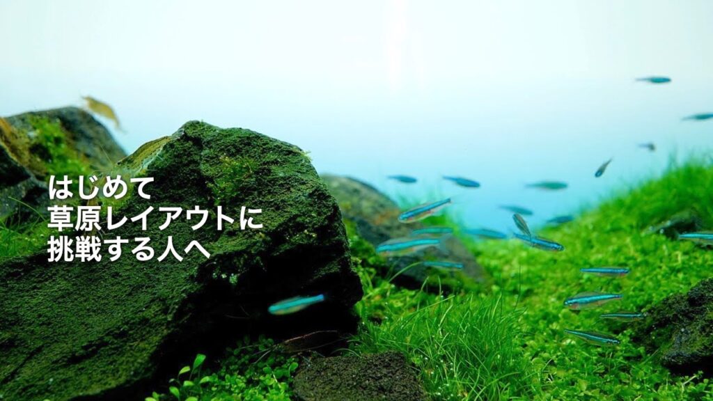aquarium-ada-
