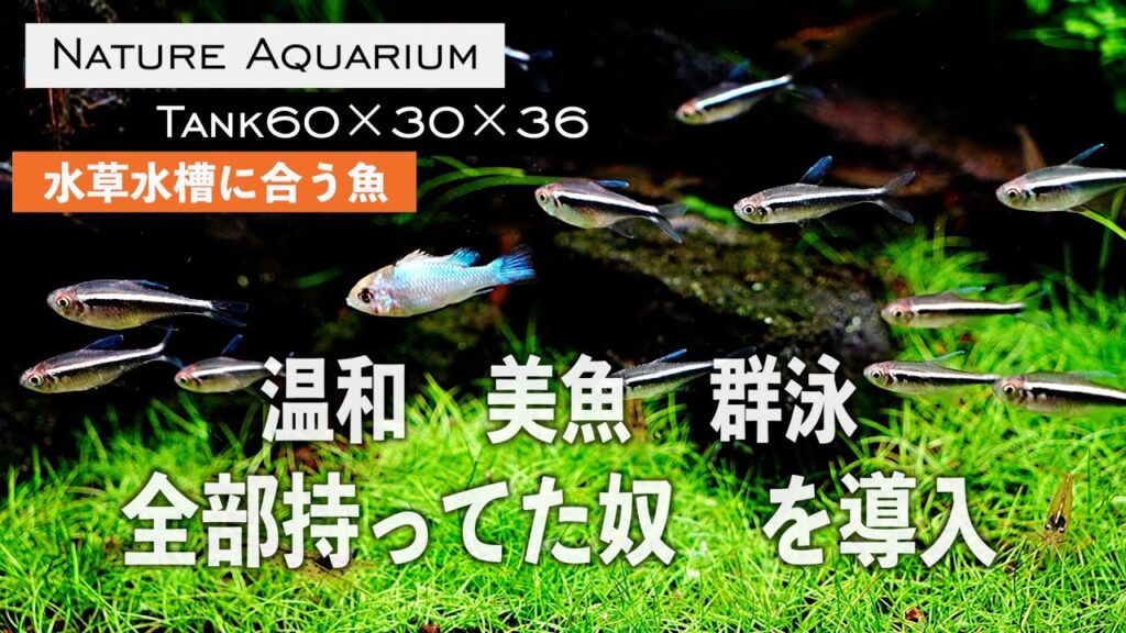 aquarium-aquarium-