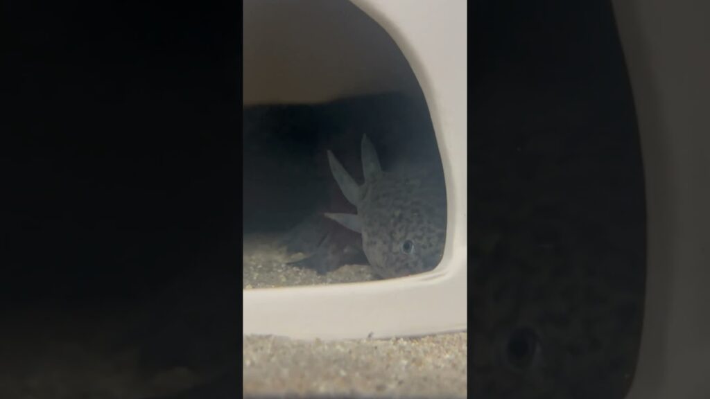 axolotl-